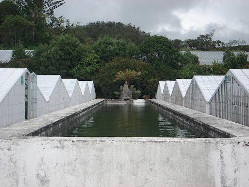 Estufas de ananás
